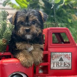 Mazey - Black and tan female Yorkshire Terrier puppy in Lebanon, Kentucky from Mosaic Merle Doodles