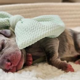 Teal collar - Merle female Great Dane puppy in Warren, Ohio from Loyal-Loves Great Danes