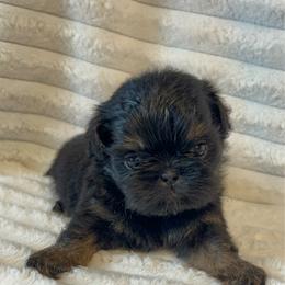 SB Luna - Black and tan female Shih Tzu puppy in Elgin, South Carolina from Silver Bells Paw Prints
