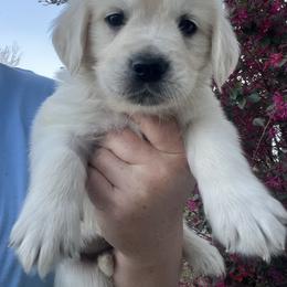 White - Light golden male Golden Retriever puppy in Jesup, Georgia from Painted Platinum Retrievers (Painted Platinum Kennel) PPK