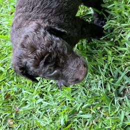 Goldendoodle Puppies from Marion's Doodles