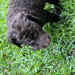 Goldendoodle Puppies from Marion's Doodles