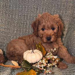 Leo- Green - Apricot male Goldendoodle puppy in Greenville, South Carolina from Law Doodles of SC