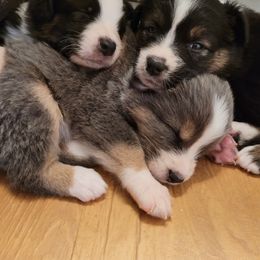 Australian Shepherd Puppies from Red Wagon Aussies