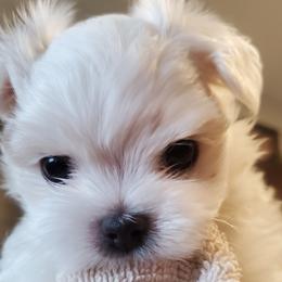 Maltese, Maltipoos, and Morkies from The Aristocratic Puppy Patch