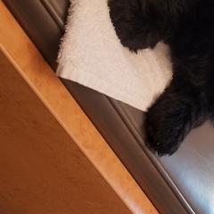Scottish Terriers from JMAR Kennels