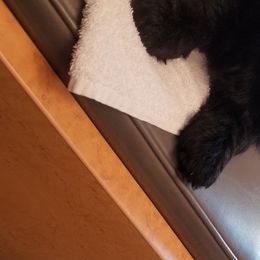 Scottish Terriers from JMAR Kennels