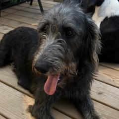 Piper - Labradoodle