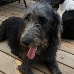 Piper - Labradoodle