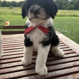 Marcia - Black and white female Sheepadoodle puppy in Leeton, Missouri from Jane's Sheepadoodles