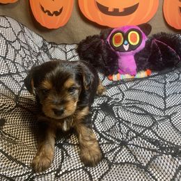 Little Ben - Black and tan male Yorkshire Terrier puppy in Paris, Tennessee from Nolan’s Yorkie Farm