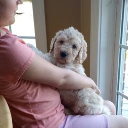 John Adams - Yellow and white male Bernedoodle puppy in Woodland, Georgia from Bethel Doodle Ranch