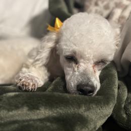 Maci - Poodle