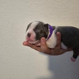 Purple - Lilac female Boston Terrier puppy in Red Rock, Arizona from Aronow Pups