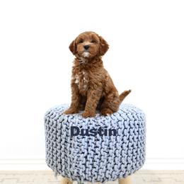 Dustin - Red  male Goldendoodle puppy in Spanish Fork, Utah from Oodles of Floofy Doodles