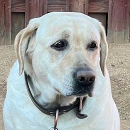 Holly - Labrador Retriever