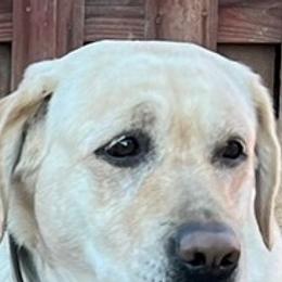 Holly - Labrador Retriever
