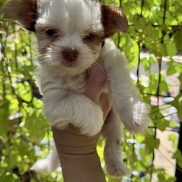 Indie - Chocolate, tan and white female Yorkshire Terrier puppy in Elgin, Texas from For The Love of Yorkies Texas