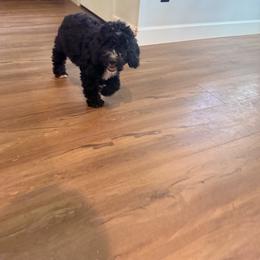 Bernedoodle Puppies from Michelle Green