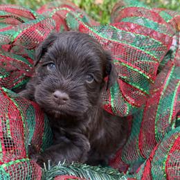 Fiyero Liver Blue green eyes - Liver male Miniature Schnauzer puppy in Temple, Texas from Schnauzers Of Taylor