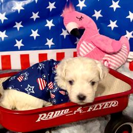 Boo bear boy 1 (blue) - White and buff male Bichon Frise puppy in Lavon, Texas from Sissy’s Heavenly Paws