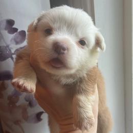 Jasper - Fawn and white male American Corgi puppy in East Oakdale, California from Rhettro Kennels