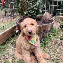 Goldendoodle Puppies from Lundee Doodles
