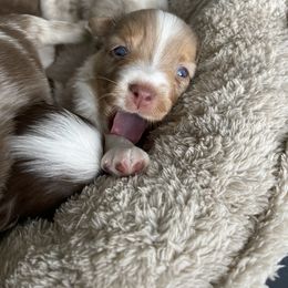 Australian Shepherd, Miniature American Shepherd, Miniature Australian Shepherd, and Toy Australian Shepherd Puppies from Painted Blue Aussies