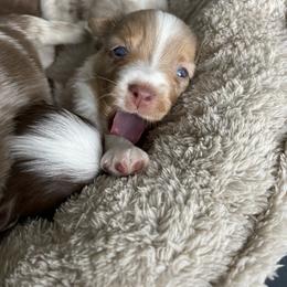 Australian Shepherd, Miniature American Shepherd, Miniature Australian Shepherd, and Toy Australian Shepherd Puppies from Painted Blue Aussies