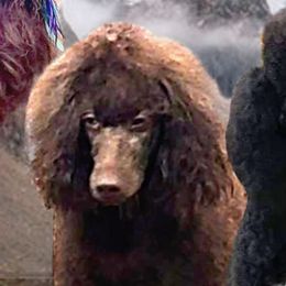 Poodles from Empire Poodles
