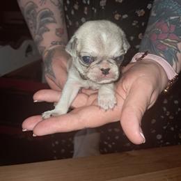 Camo Boy - White male Pug puppy in Elma, Washington from Kismet Kennels, Exclusively Pugs