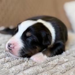 Girl 1 - Black tri-color female Australian Shepherd puppy in Oakridge, Oregon from Middle Fork Australian Shepherds