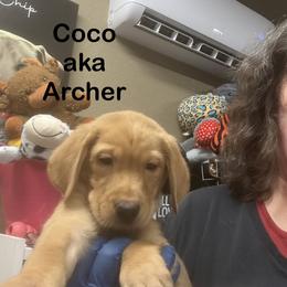 Archer - Yellow male Labrador Retriever puppy in Tigard, Oregon from Morrison Labrador Retreivers