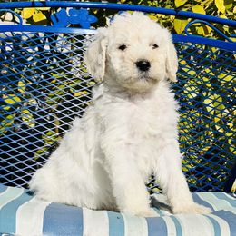 Assorted Doodle Crosses and Poodle Puppies from Denim and Diamond Doodles
