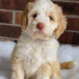 Girl 2 - Caramel ice female Australian Labradoodle puppy in Connersville, Indiana from Dessie's Doodles