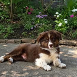Stetson - Blue merle male Australian Shepherd puppy in Keyser, West Virginia from Heartfelt Hollow Farm