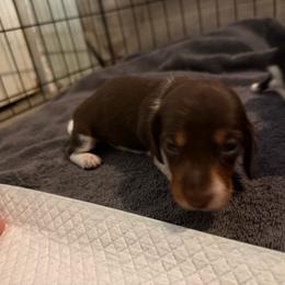 Boy 4 - Chocolate and tan male Dachshund puppy in Paisley, Florida from Pantheon Dachshunds