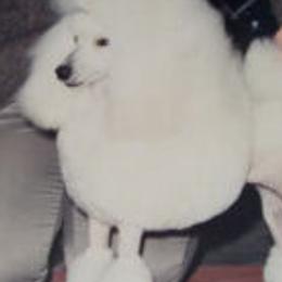 Poodles from Coles Poodles
