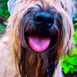 Girl - Wheaten female Soft Coated Wheaten Terrier puppy in Jones, Oklahoma from Cuilinn Wheatens