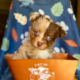 Chanterelle - Red merle female Miniature Australian Shepherd puppy in Buchanan, Georgia from Stanleyville Farm Mini Aussies