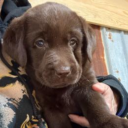 Hazel - Girl 2 - Chocolate female Labrador Retriever puppy in Brandywine, Maryland from QVR Labradors and Leonbergers