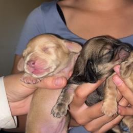Dachshunds from Dreamy Creamies