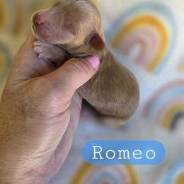 Romeo - male Cavapoochon puppy in Bullard, Texas from Cavapoochon Central LLC