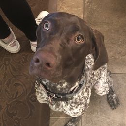 Remington - German Shorthaired Pointer