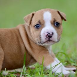 Boy 4 - Red male American Staffordshire Terrier puppy in St. Augustine, Florida from LBK & Ancient City