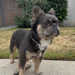 French Bulldog Puppies from Los Angeles, France