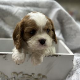 Cavalier King Charles Spaniel and Labrador Retriever Puppies from Happy Tails Kennel