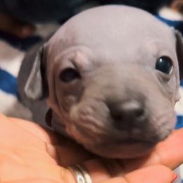 Red Boy - Blue tan and white American Hairless Terrier puppy in Atlanta, Georgia from Royal Flush Kennels