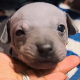Red Boy - Blue tan and white American Hairless Terrier puppy in Atlanta, Georgia from Royal Flush Kennels