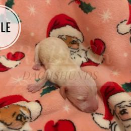 Cupid - Cream male Dachshund puppy in Spearman, Texas from Irlbeck Farm